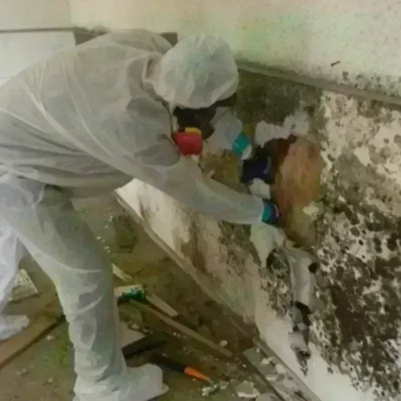 Mold Remediation and Removal in Bastrop County, TX